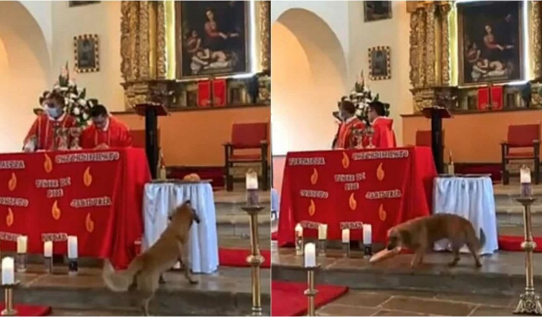 Cachorro vira-lata caramelo invade igreja e rouba pão da missa