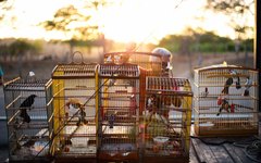 FPI devolve mais 343 animais silvestres à caatinga