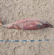 Novo golfinho é encontrado morto no litoral de Alagoas