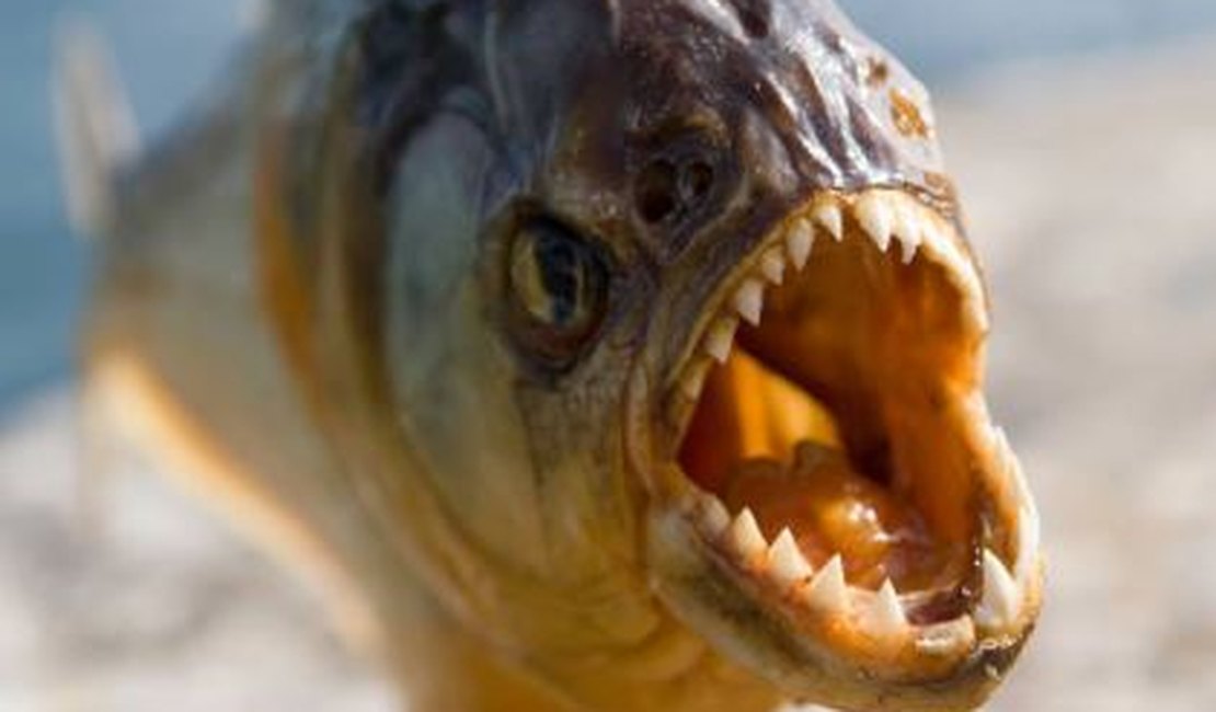 Piranhas atacam banhistas no Rio São Francisco em Pão de Açúcar