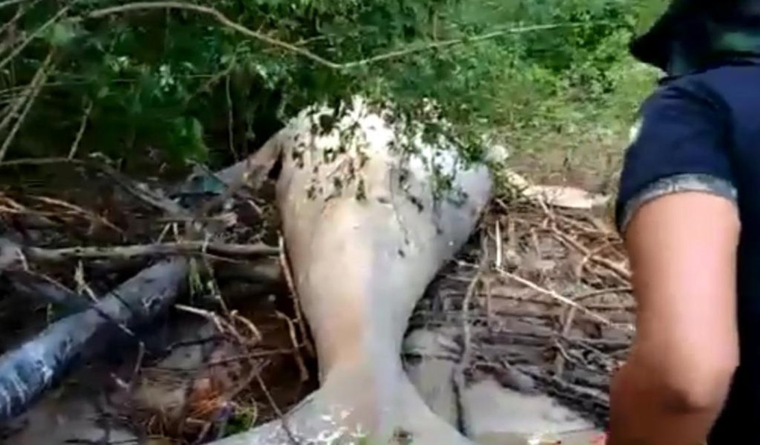 [Vídeo] Baleia Jubarte é encontrada em área de praia na Ilha do Marajó, no Pará 