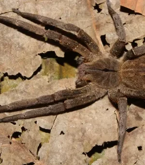 Picada de aranha-armadeira causa ereção por mais de 2 horas e pode matar