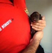 Nasce primeira ninhada de cães de salvamento de Alagoas