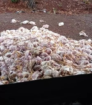 Mais de 4 mil frangos morrem de calor após faltar energia em granja