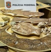 A pedido do MPF, polícia alemã apreende 60 fósseis brasileiros