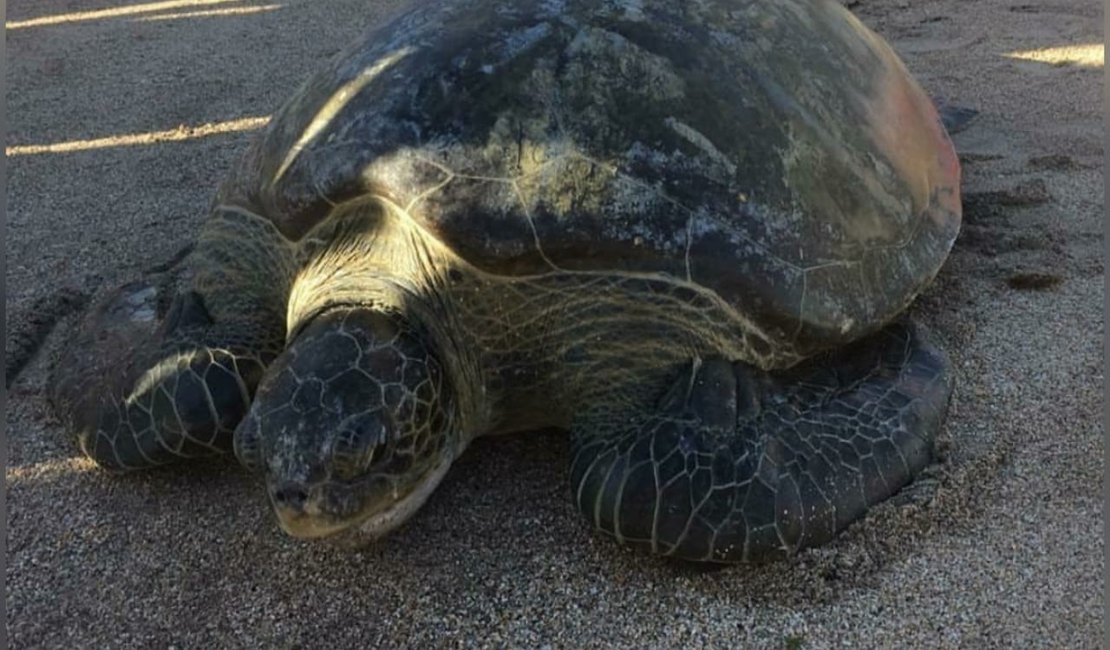 Bombeiros resgatam tartaruga em praia de Maragogi