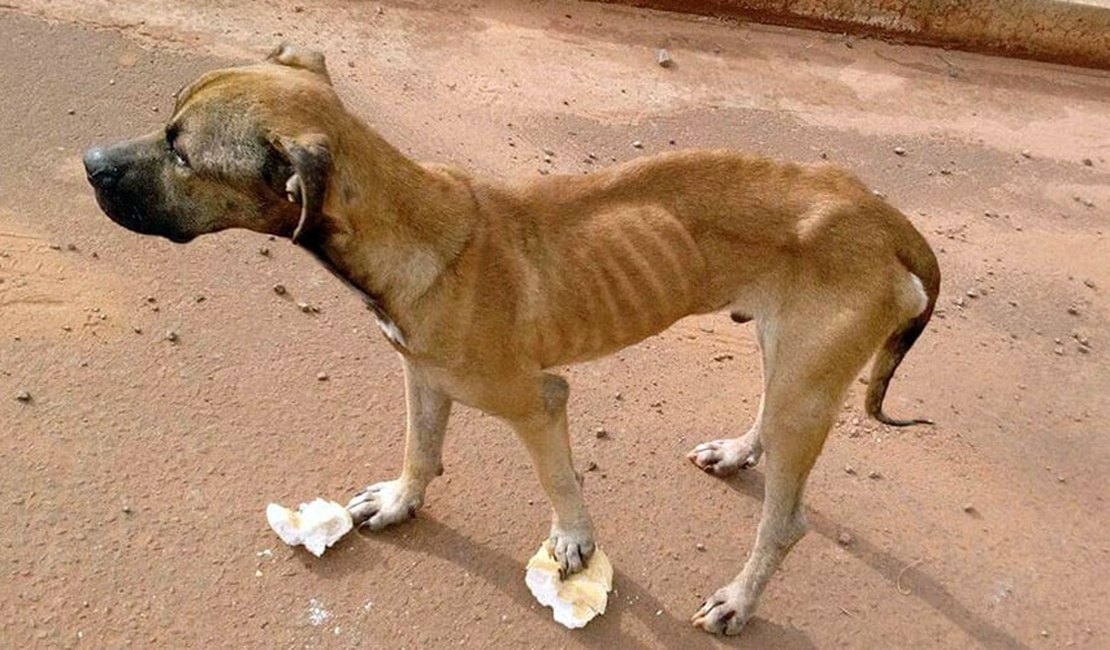 Moradores fazem apelo por resgate de cachorro abandonado há um mês em imóvel