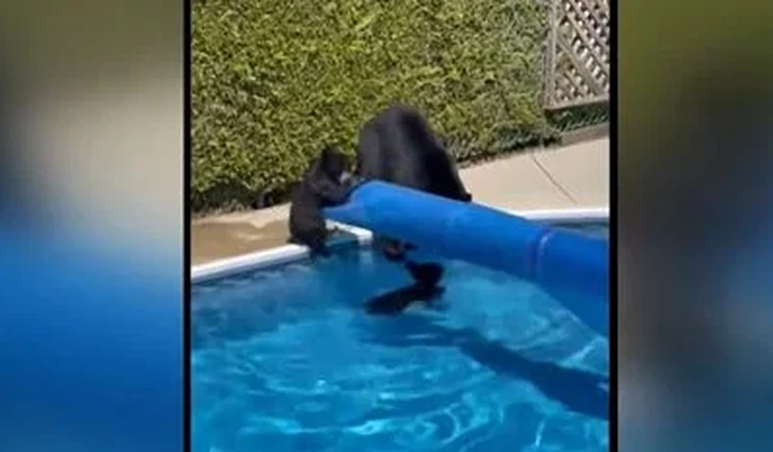 Em meio a onda de calor recorde, ursos invadem piscina no Canadá