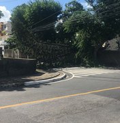 Árvore cai e interdita rua na Pitanguinha