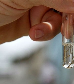 Vacina da dengue será testada em 13 cidades do Brasil