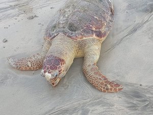 Tartaruga é encontrada morta em praia de Maragogi