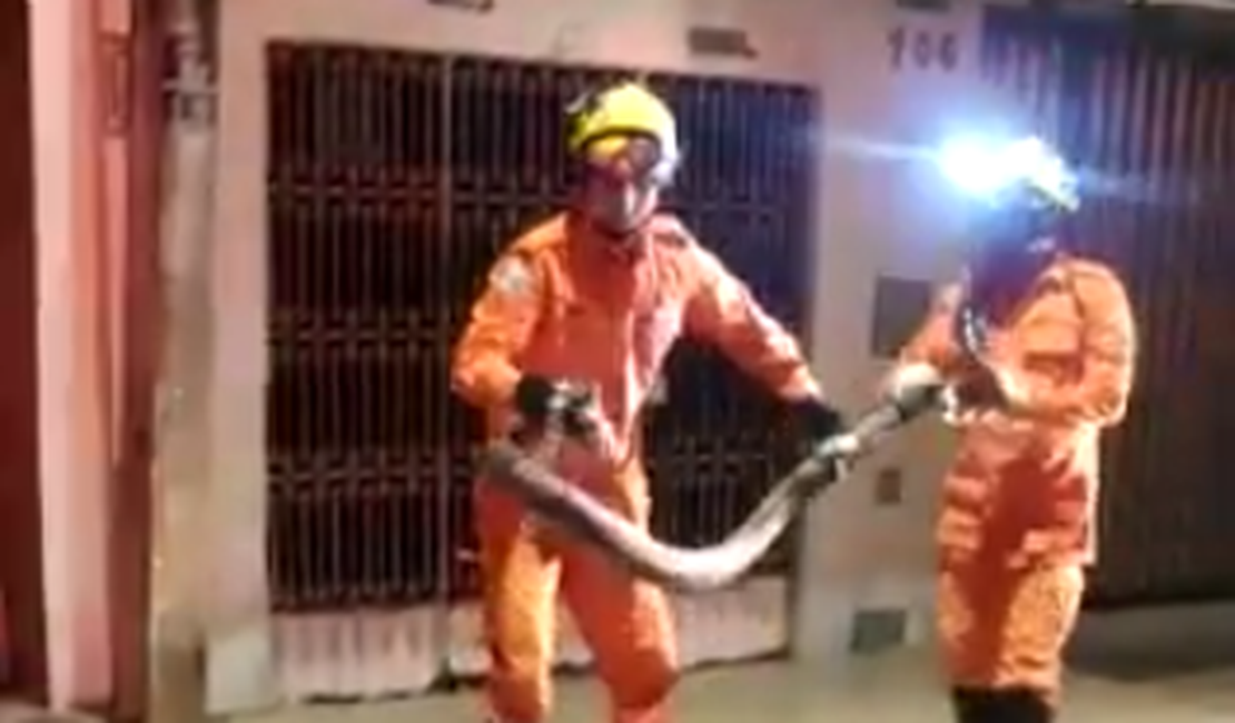 [Vídeo] Cobra de três metros é capturada pelos Bombeiros em Arapiraca