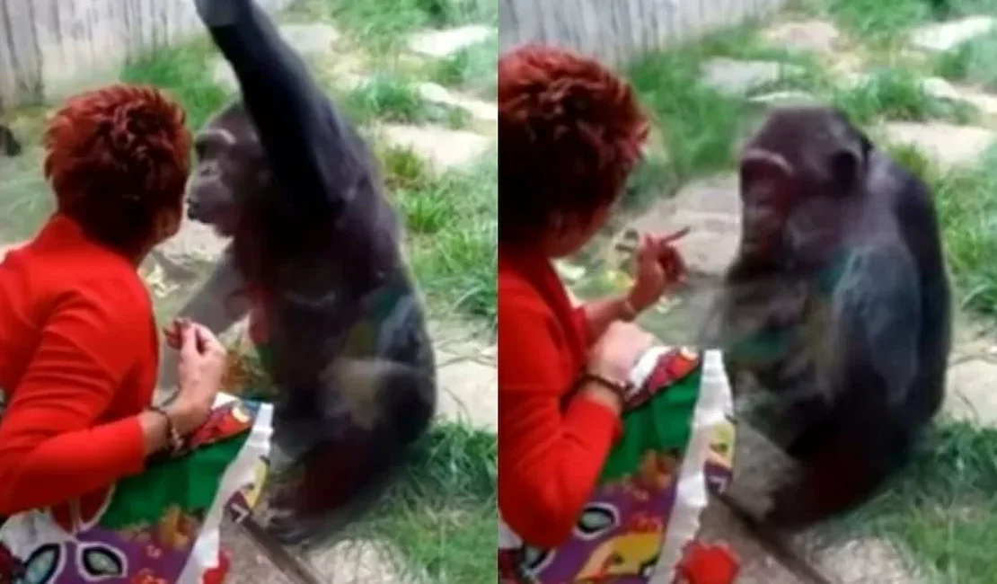 Mulher é banida de zoo por relação afetiva com Chimpanzé: 'Ele me ama'