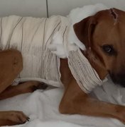 Cachorro queimado em Penedo recebe alta e precisa de um novo lar para viver