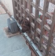 Corpo de Bombeiros é acionado para resgatar cachorro preso em portão