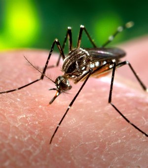 Alagoas registra queda nos casos de dengue em Alagoas, diz Sesau