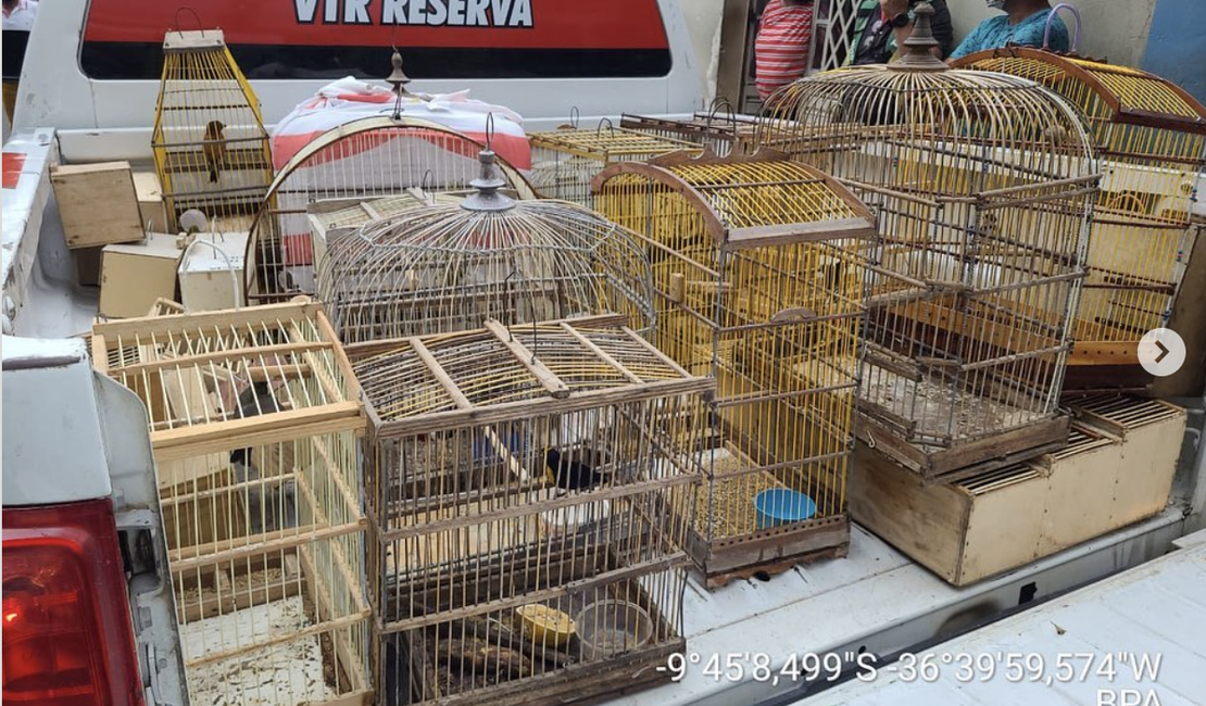 Mais de 80 pássaros silvestres são resgatados durante operação deflagrada em feira de Arapiraca