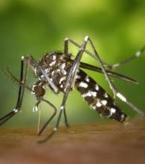 Maceió registra redução no número de casos de dengue em relação a 2014