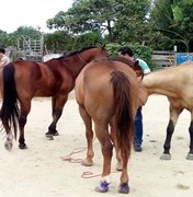 Acusado de furto de cavalos em Porto Calvo é detido