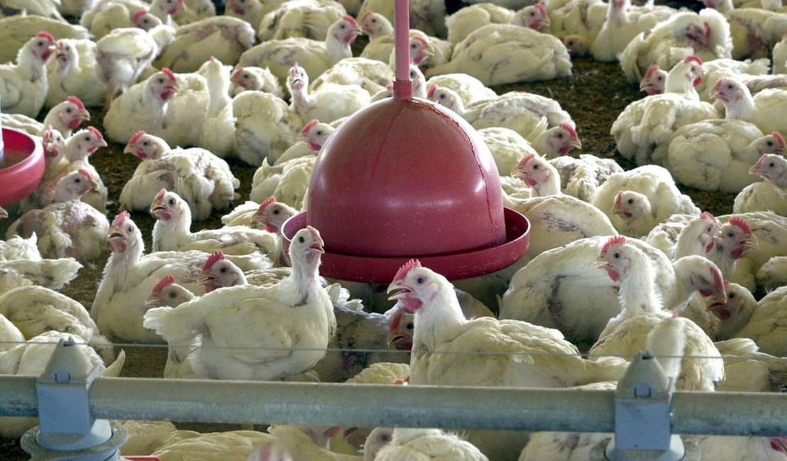 Brasil pede explicações à China sobre frango supostamente contaminado