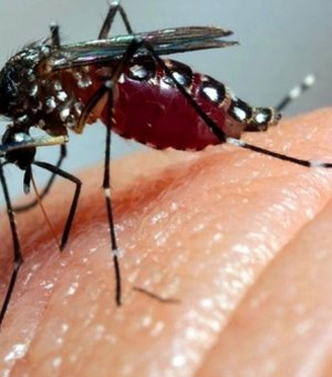 Brasil vive tríplice epidemia de vírus transmitidos pelo Aedes aegypti