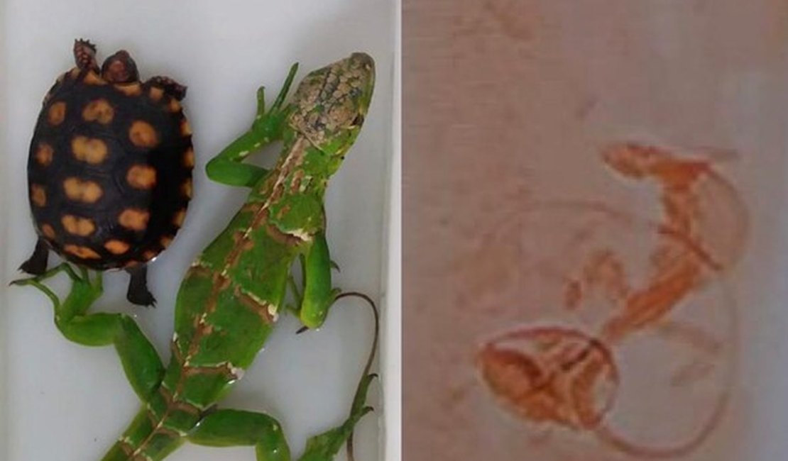 Funcionário dos Correios vê pacote se mexer e descobre iguana e jabuti