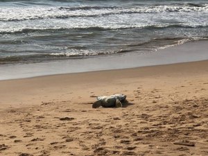 Tartaruga é achada em estado de decomposição na praia da Jatiúca, em Maceió