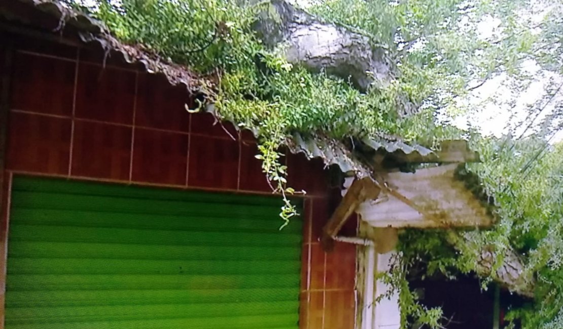 Forte ventania derruba árvore e quebra telhados de lojas no Mercado da Produção