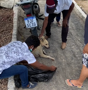 Ministério Público vai pedir prisão preventiva de feirante que esfaqueou cadela em Delmiro Gouveia