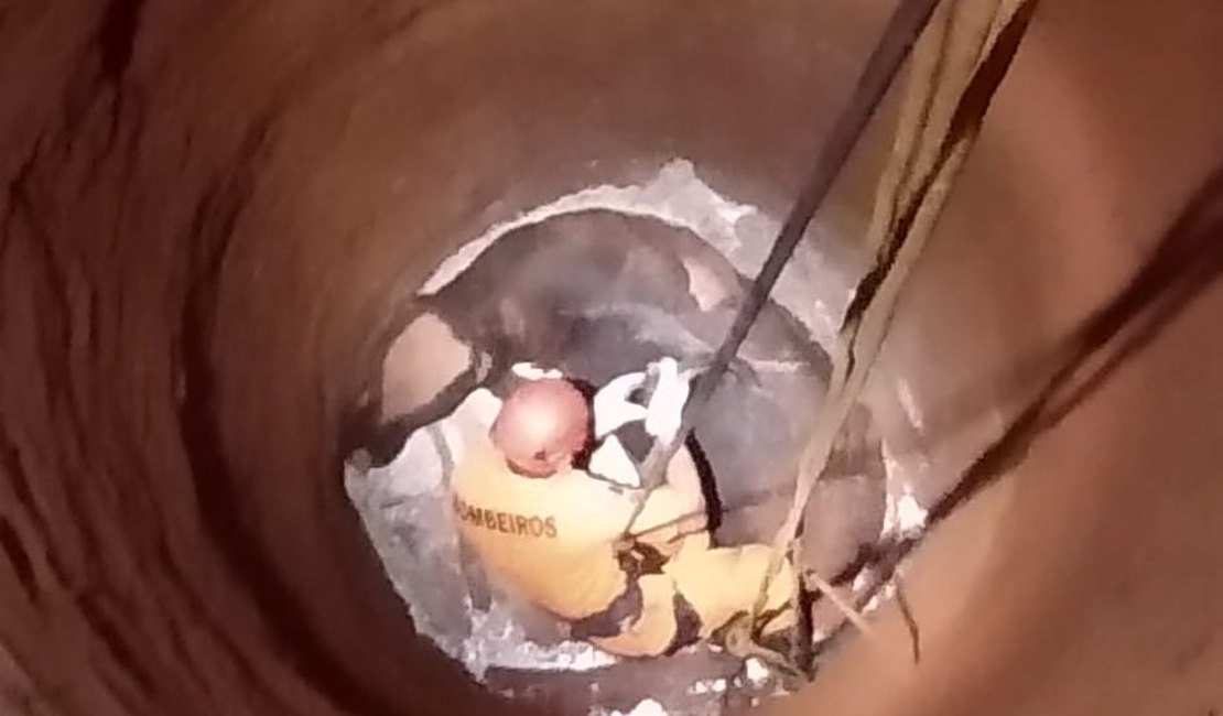 Boi é resgatado com vida após cair em poço, em Arapiraca