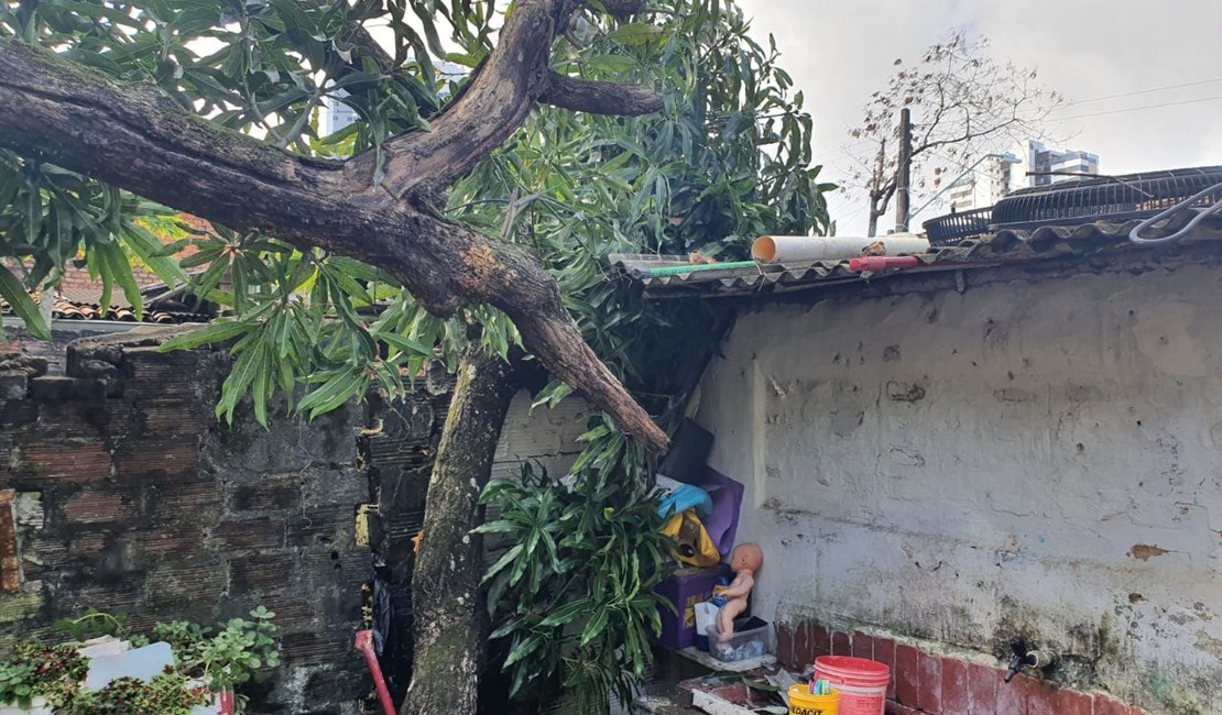 Árvore despenca em cima de residência no Farol