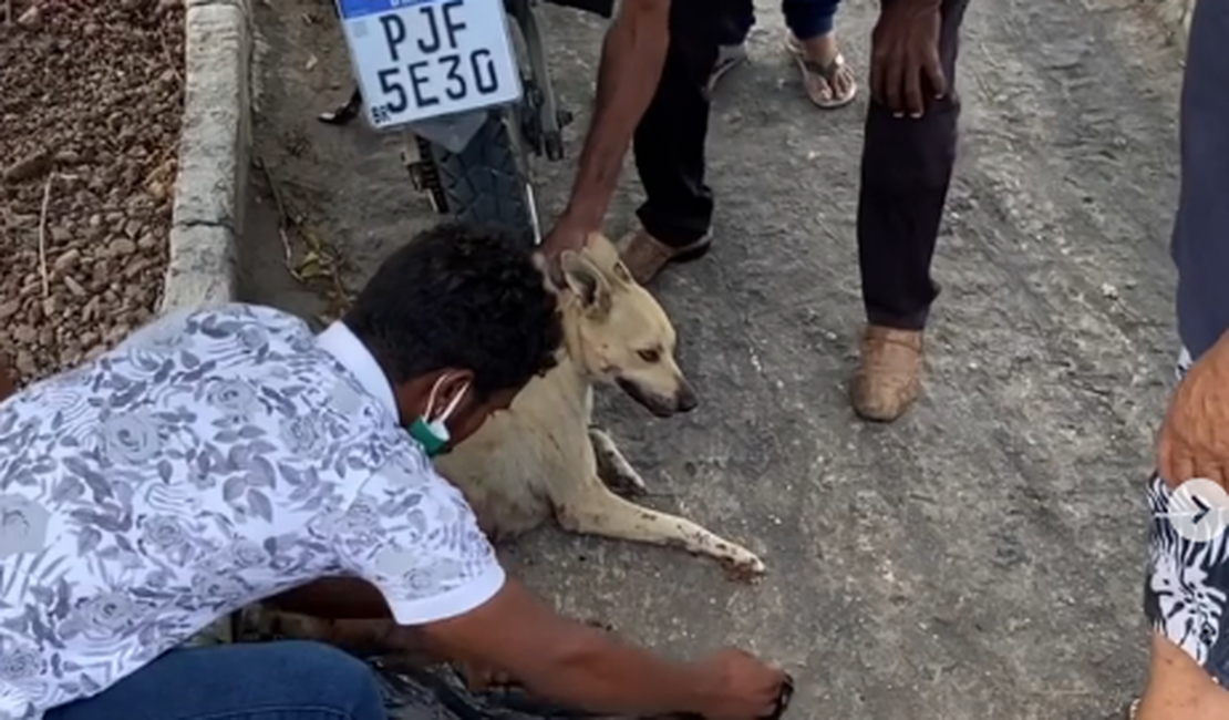Feirante acusado de matar cadela tem prisão preventiva decretada e é multado em R$ 3 mil