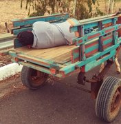 Homem é flagrado dormindo embriagado numa carroça de burro na BR 316 em Palmeira dos Índios 
