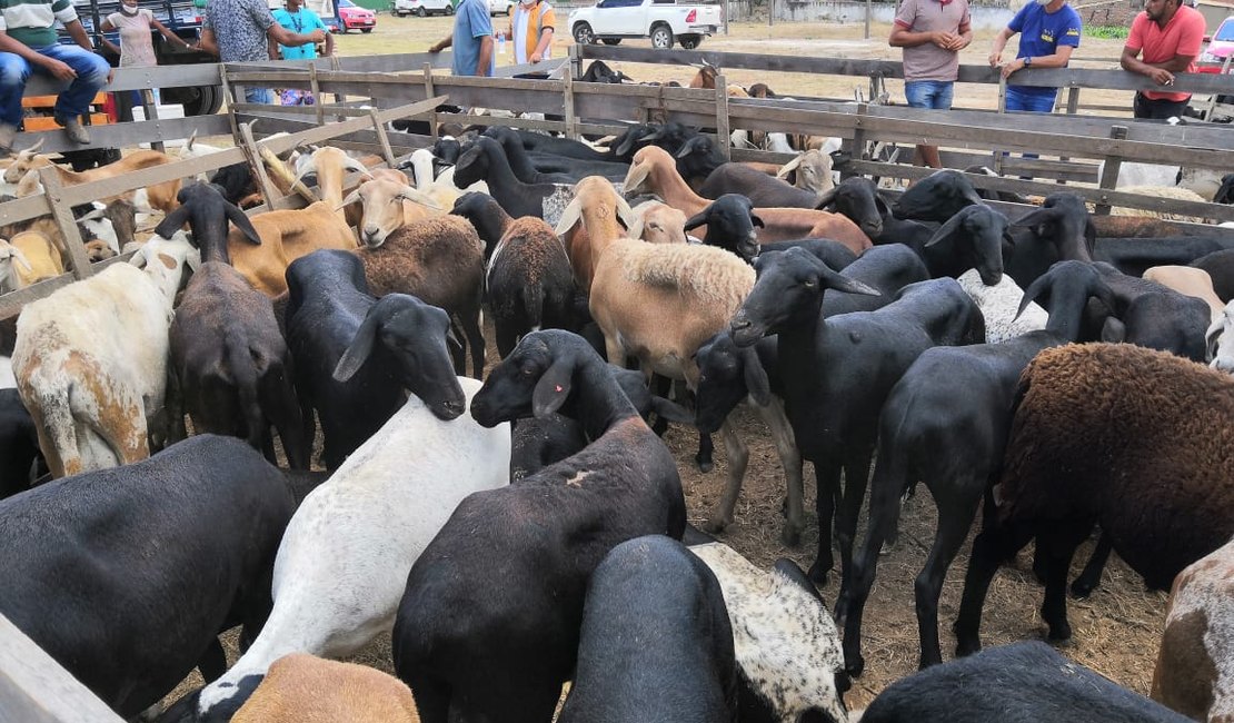 Feira de animais movimenta comerciantes e produtores em Arapiraca