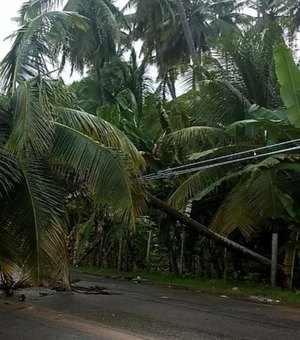 Coqueiro cai em rede de alta tensão e deixa bairros de Maceió sem energia