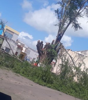 Poda de árvore centenária revolta moradores de Campo Grande