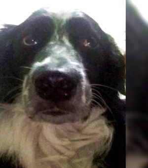 Cachorro morto em ataque de abelhas recebeu 200 picadas só no focinho