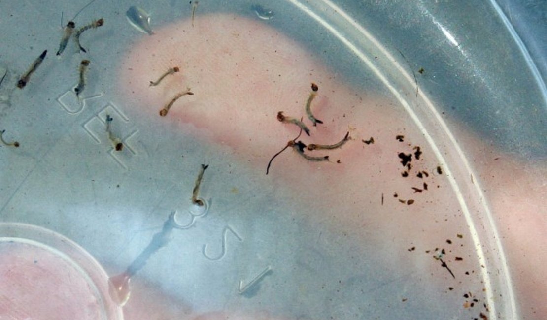 Água sanitária mata a larva do mosquito da dengue, chinkungunya e zika