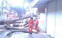 Bombeiros foram chamados para retirarem a árvore que caiu no Centro
