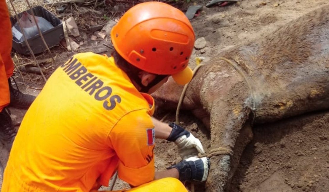 Bombeiros resgatam égua que caiu em fossa no município de Arapiraca