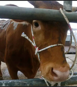 Brasil confirma caso de 'vaca louca' no Pará e suspende exportação de carne à China
