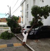 Árvore cai em cima de carros em Maceió