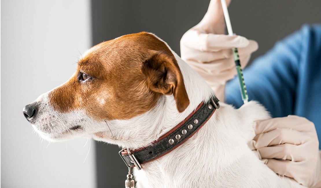 Campanha promove vacinação de animais dos moradores do Pinheiro, Mutange, Bom Parto e Bebedouro