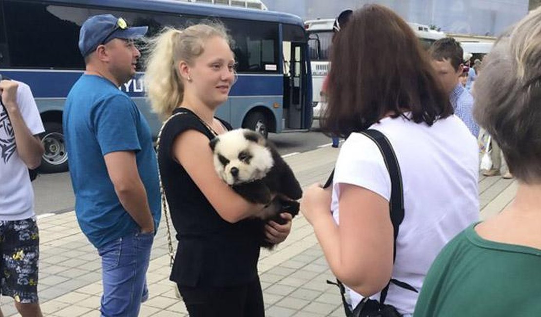 Turistas pagavam para tirar fotos com 'panda' filhote que na realidade era um cachorro