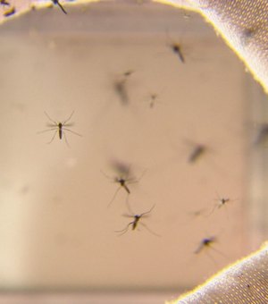 Casos de dengue crescem mais de 100% na capital