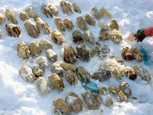 Policiais encontram mãos decepadas no gelo da Sibéria