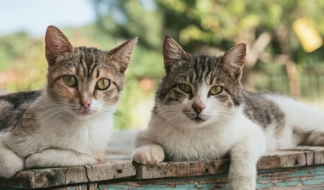 Em testamento, homem deixa dinheiro para 50 gatos que vivem em outro país