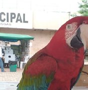 População pode fazer entrega voluntária de animais silvestres em Arapiraca