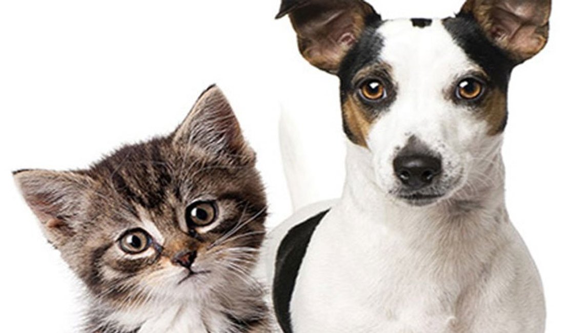Feira de adoção de cães e gatos acontece no próximo domingo (16)