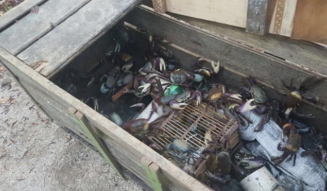 IMA e ICMBio flagram pesca ilegal de caranguejos-uçá no Litoral Norte